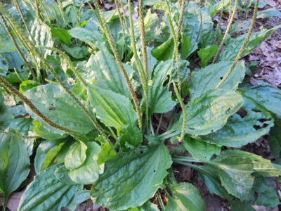 Foraging Plantain for Wild Food and Remedies Image